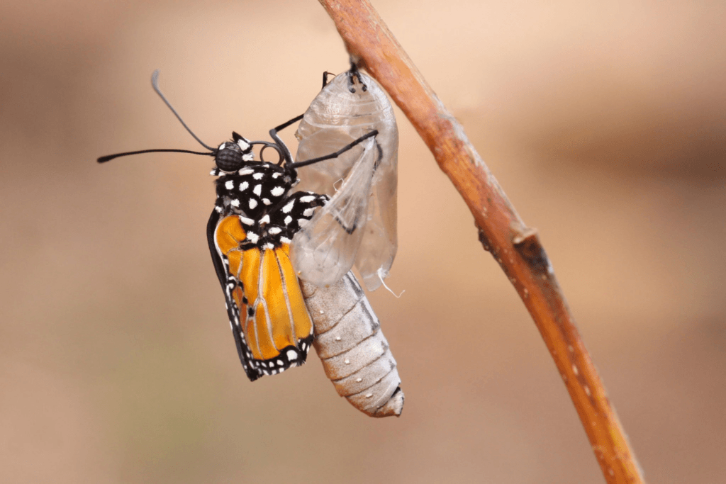 Reacciones cutáneas: descubre los peligros ocultos de las mariposas, polillas y orugas